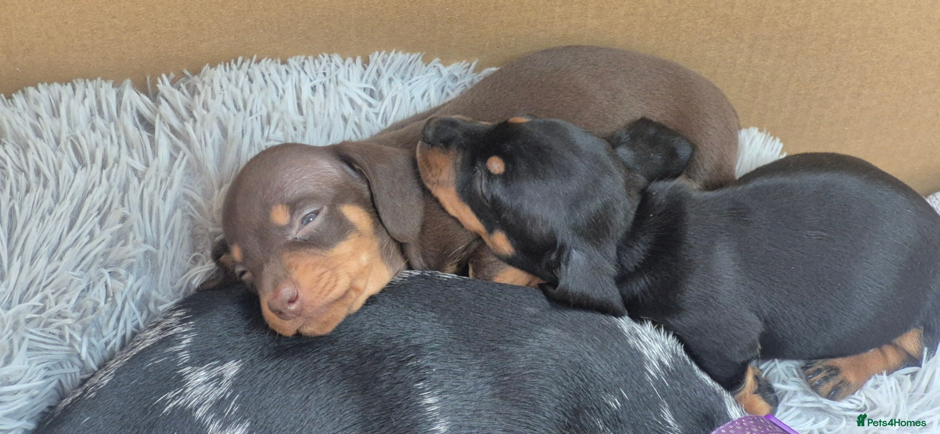 Miniature Dachshund dogs Beautiful litter of smooth mini dachshunds - Advert 4