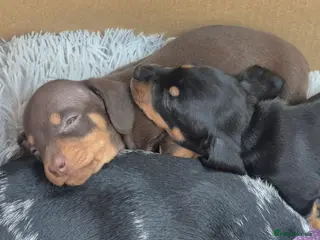 Miniature Dachshund dogs Beautiful litter of smooth mini dachshunds - Advert 6