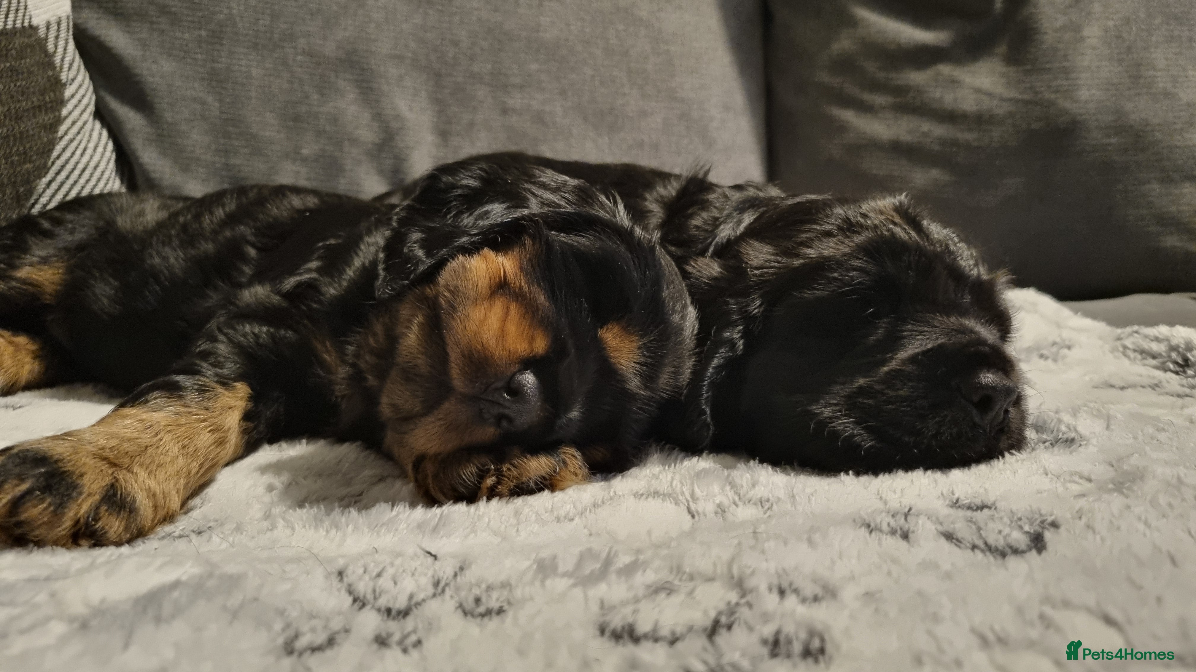 Cocker Spaniel dogs for sale: 🐾 Beautiful Show Type Cocker Spaniel Puppies - Advert 33