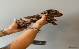 Dachshund dogs for sale: 6 little Dacshund puppies! 2 Dapples!  - Image 1