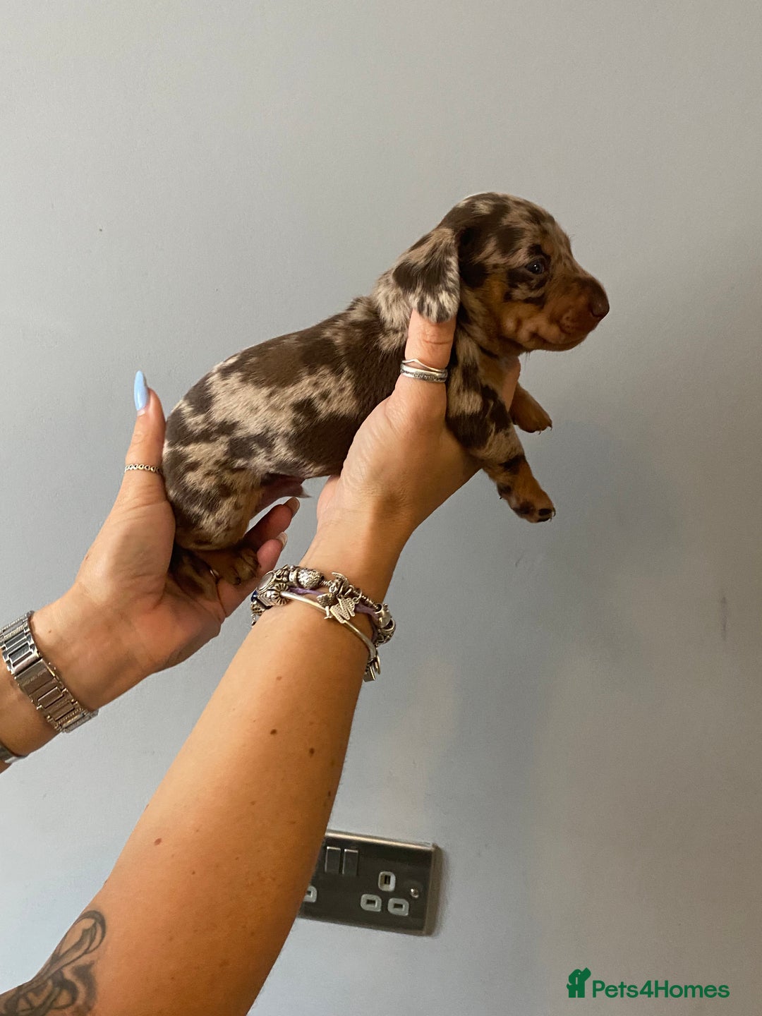 Dachshund dogs for sale: 6 little Dacshund puppies! 2 Dapples!  - Image 1