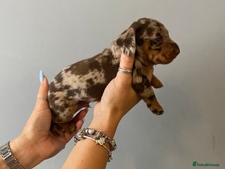 Dachshund dogs - Advert 27