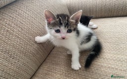 Mixed Breed cats for sale: 7 beautiful kittens - Image 13