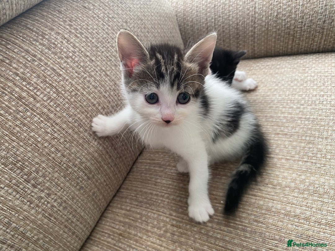 Mixed Breed cats for sale: 7 beautiful kittens - Image 13