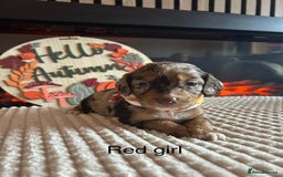 Cocker Spaniel dogs for sale: Cocker spaniel merle puppies - Image 10