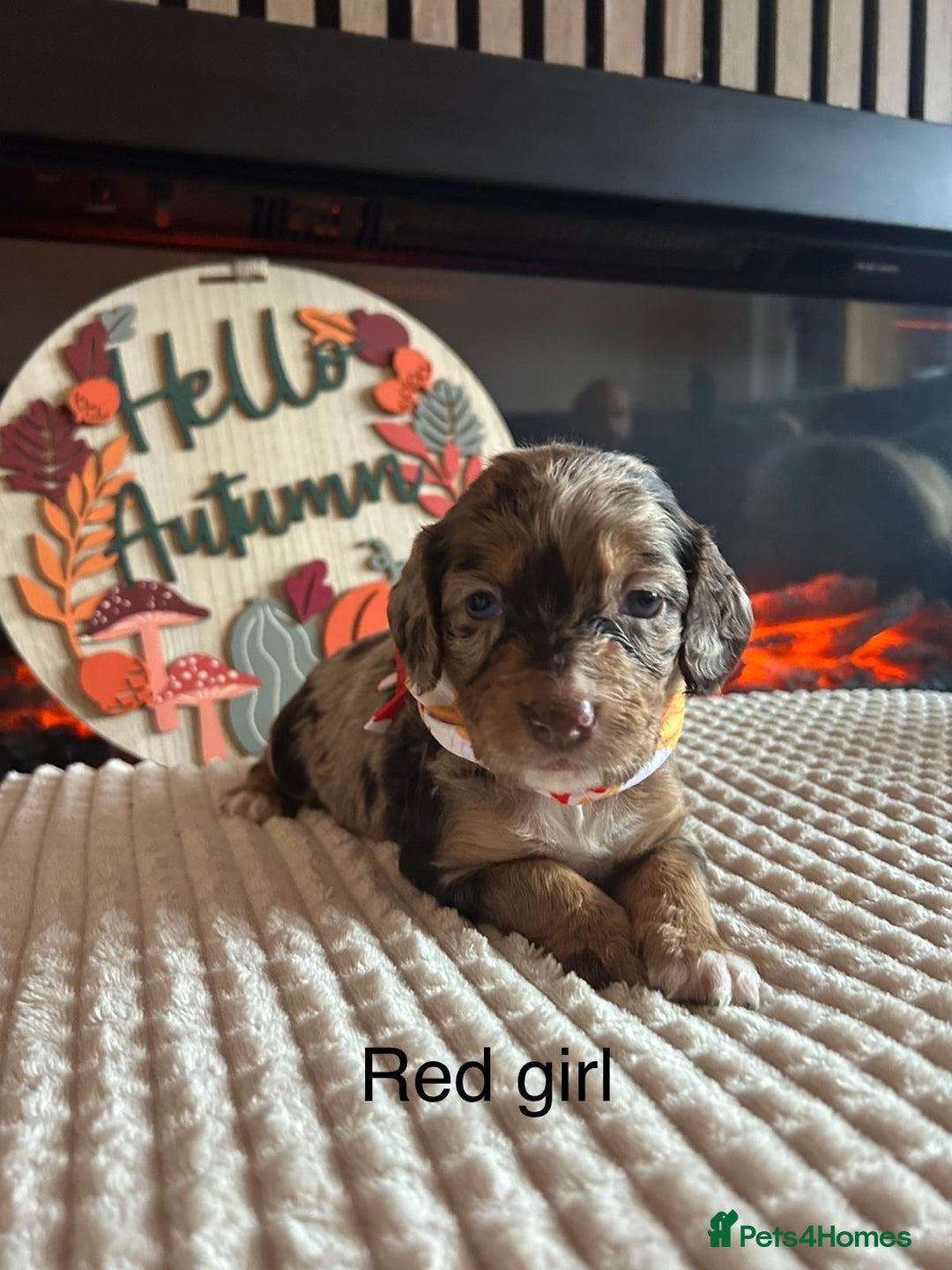 Cocker Spaniel dogs for sale: Cocker spaniel merle puppies - Image 10