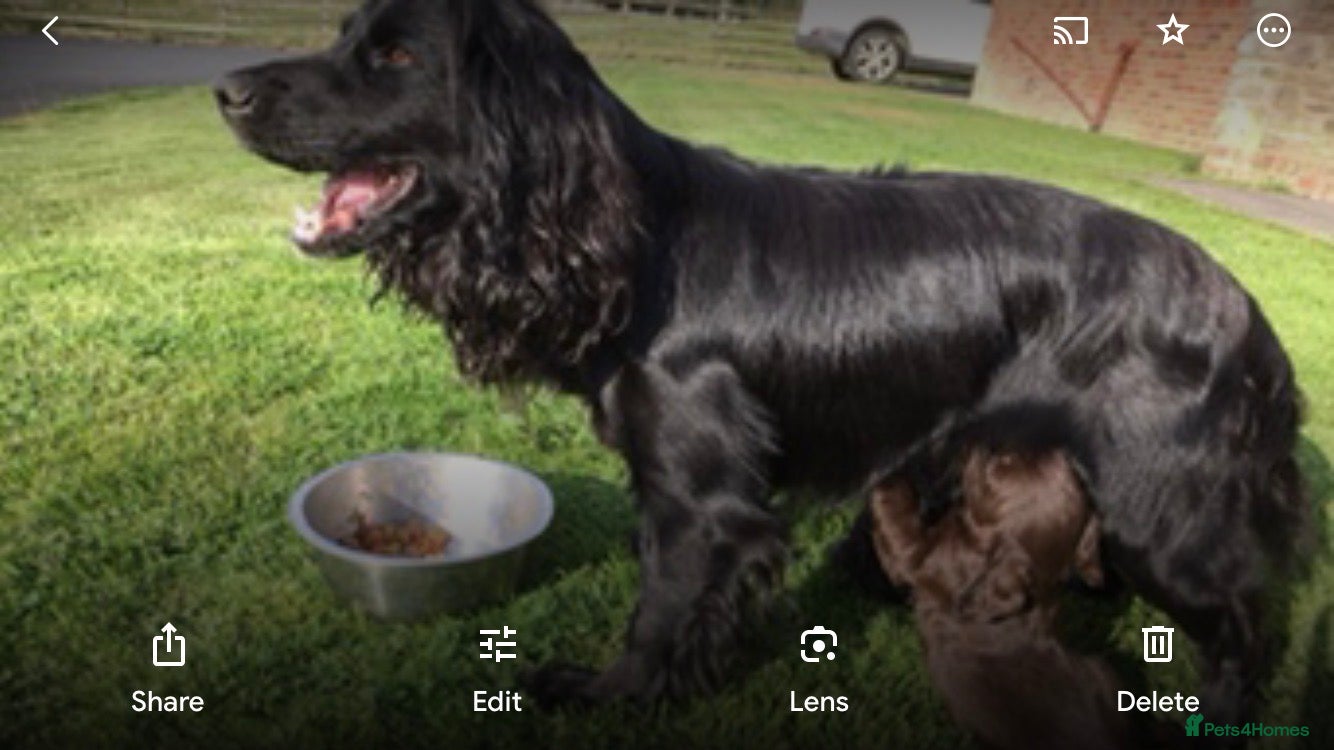 Sprocker dogs beautiful F1 Sprocker puppies  - Advert 2