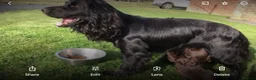 Sprocker dogs for sale: beautiful F1 Sprocker puppies  - Advert 2