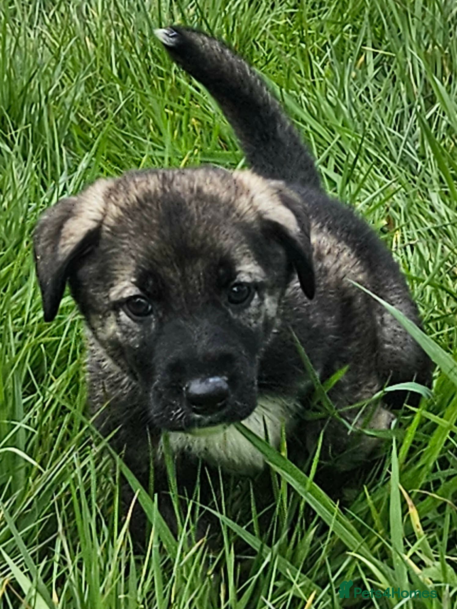 Mixed Breed dogs Beautiful german shepherd&kangal puppies - Advert 10