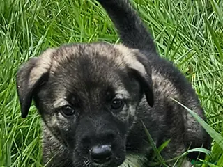 Mixed Breed dogs Beautiful german shepherd&kangal puppies - Advert 3