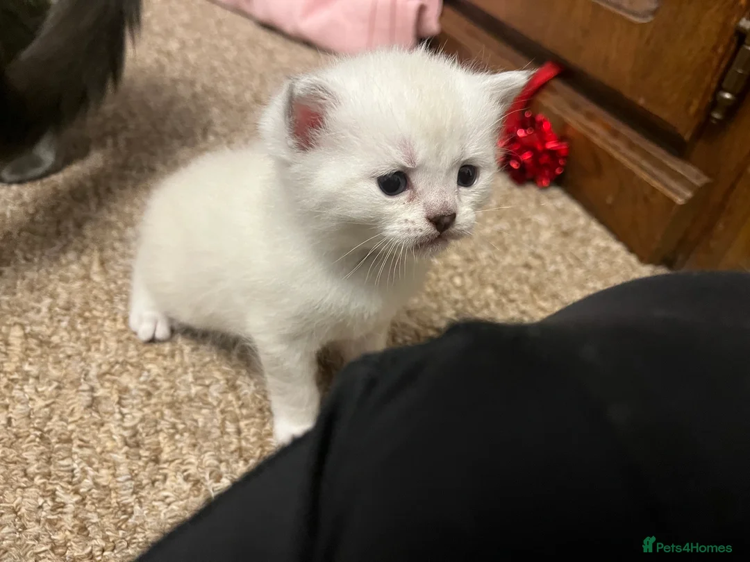 British Shorthair cats for sale: A beautiful kittens British shorthair  - Advert 23