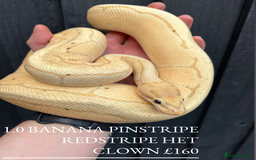 Python Snake reptiles for sale: Royal Pythons stunning morphs  - Image 4