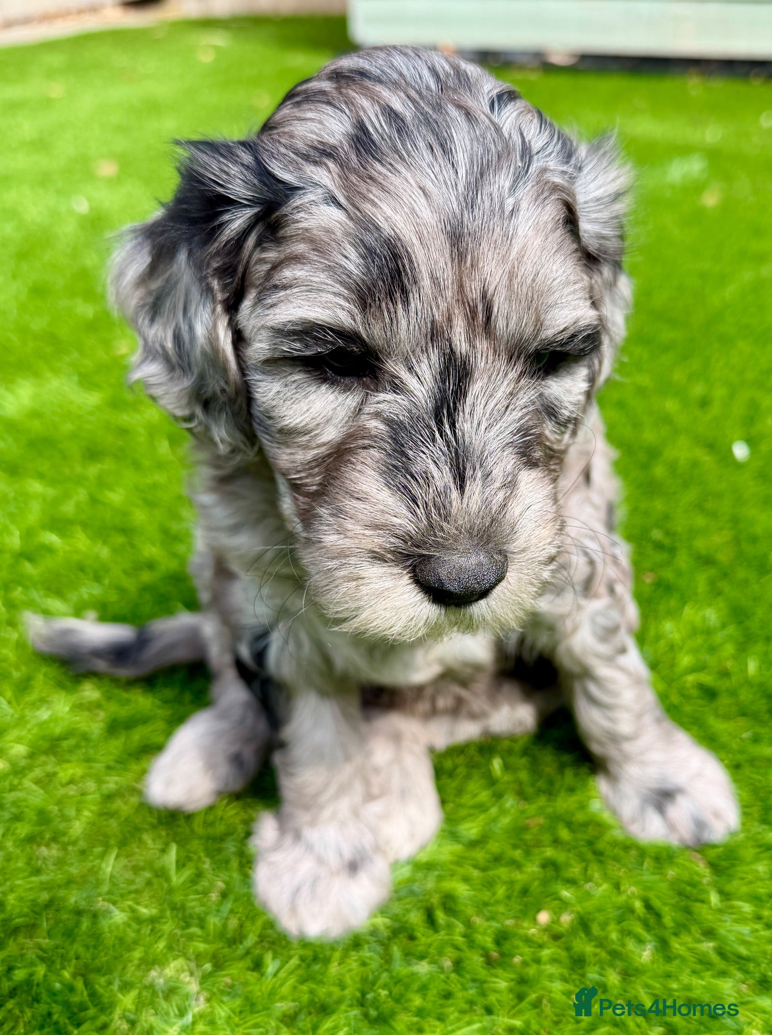 Mini Goldendoodle dogs Beautiful miniature F2b goldendoodles.  - Advert 1
