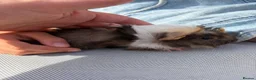 Guinea Pig rodents for sale: RESERVED 5 baby guinea pigs available 21st June - Advert 4