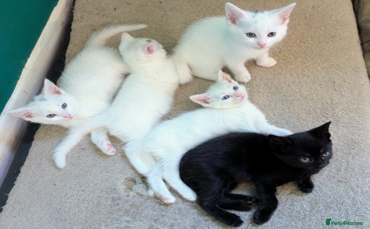 Mixed Breed cats - Advert 6