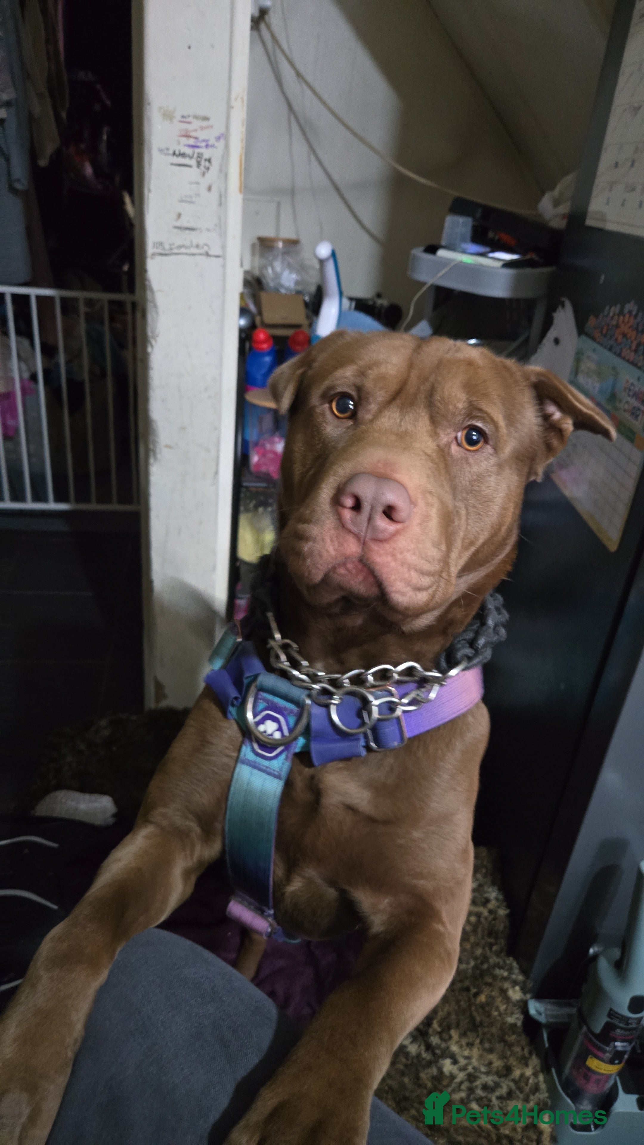 Mixed Breed dogs Shar-pei mix 2 years old  - Advert 2