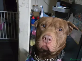 Mixed Breed dogs Shar-pei mix 2 years old - Advert 2