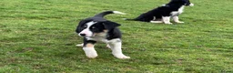 Border Collie dogs for sale: Border Collie Pups in Machynlleth - Advert 41