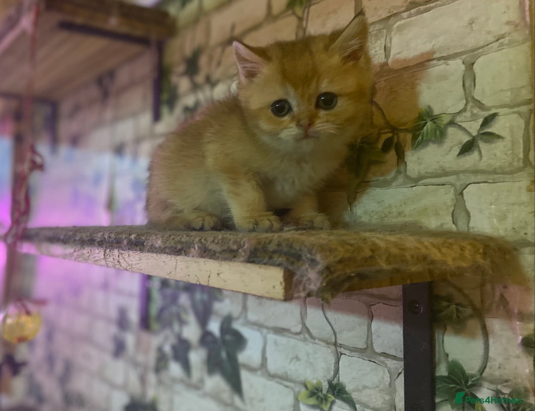 Brazilian Shorthair cats for sale: Full Pedigree golden tipped british short hair - Advert 3
