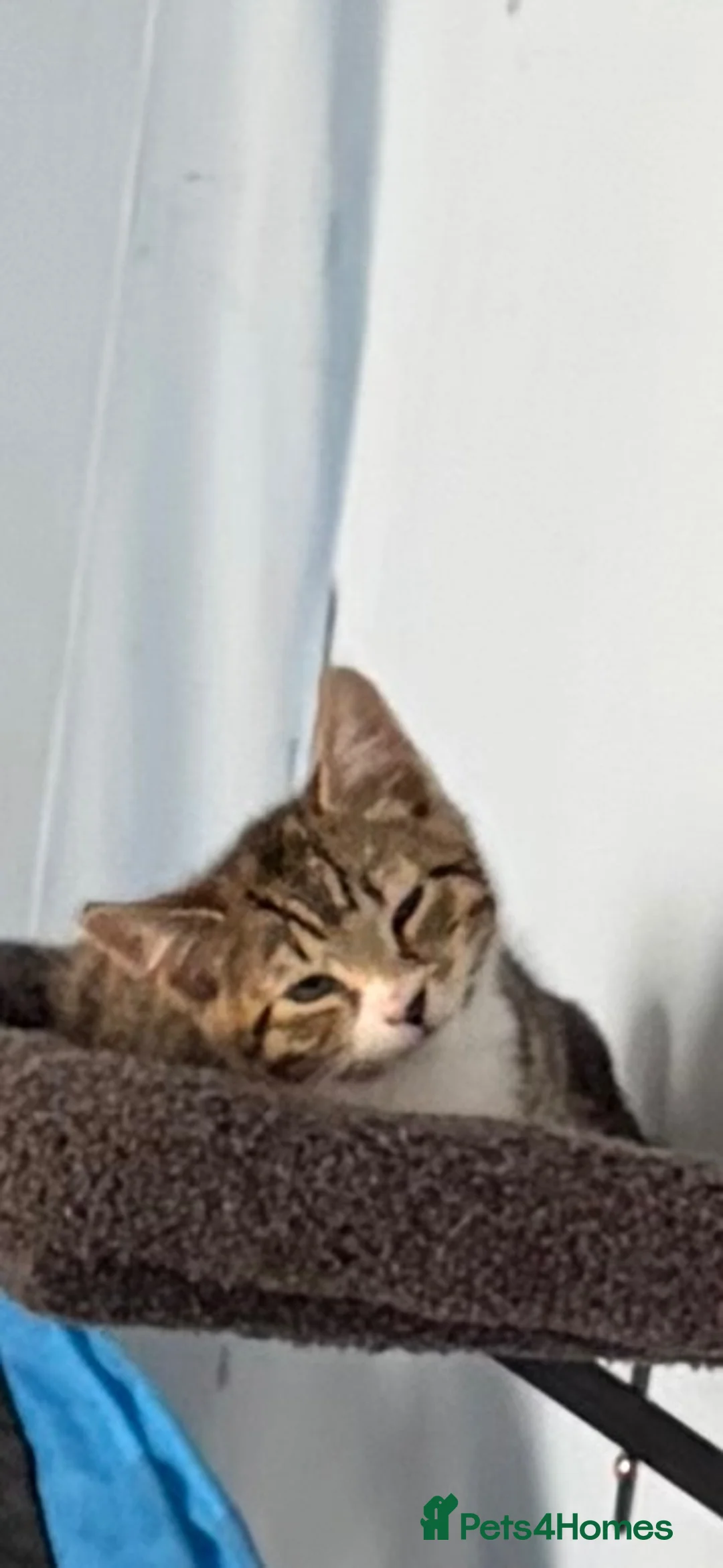 Mixed Breed cats for sale: Selling one mixed kitten in Manchester - Advert 5