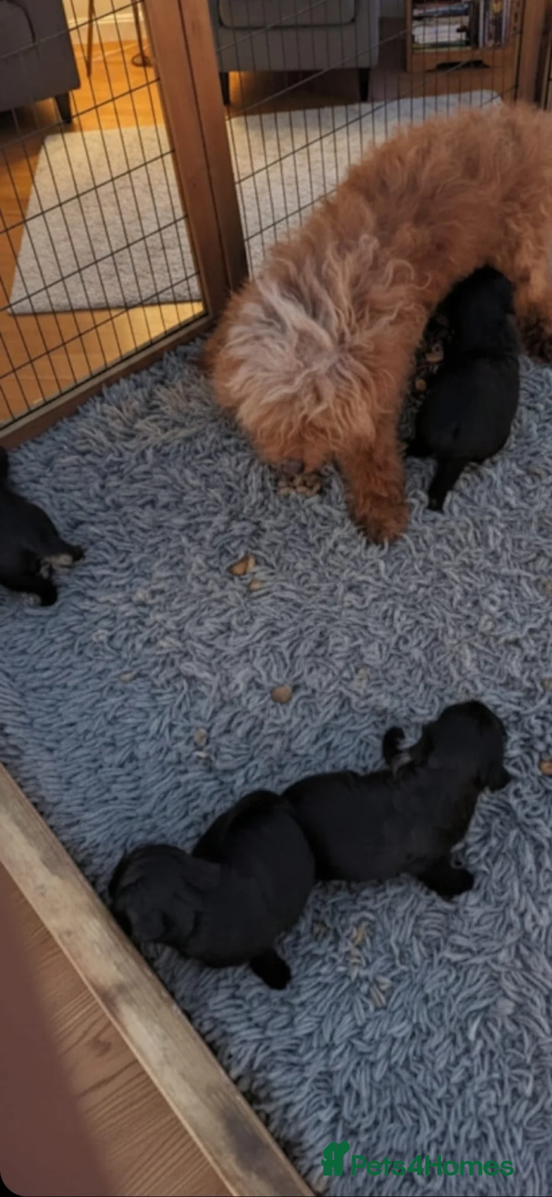 Cockapoo dogs for sale: 7 stunning cockapoo puppies in Slough - Advert 2
