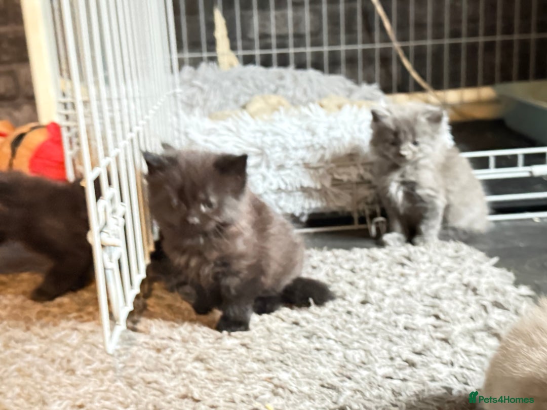 Mixed Breed cats for sale: 5 kittens  - Advert 20
