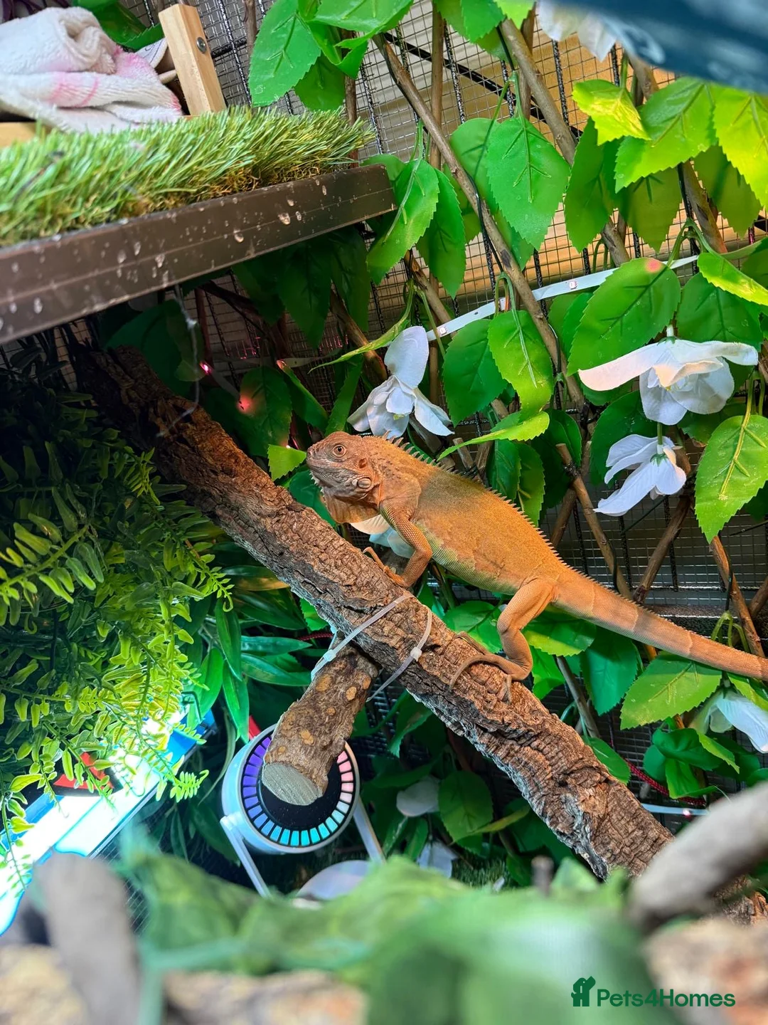 Iguana reptiles for sale: Iguana  in Manchester - Advert 2