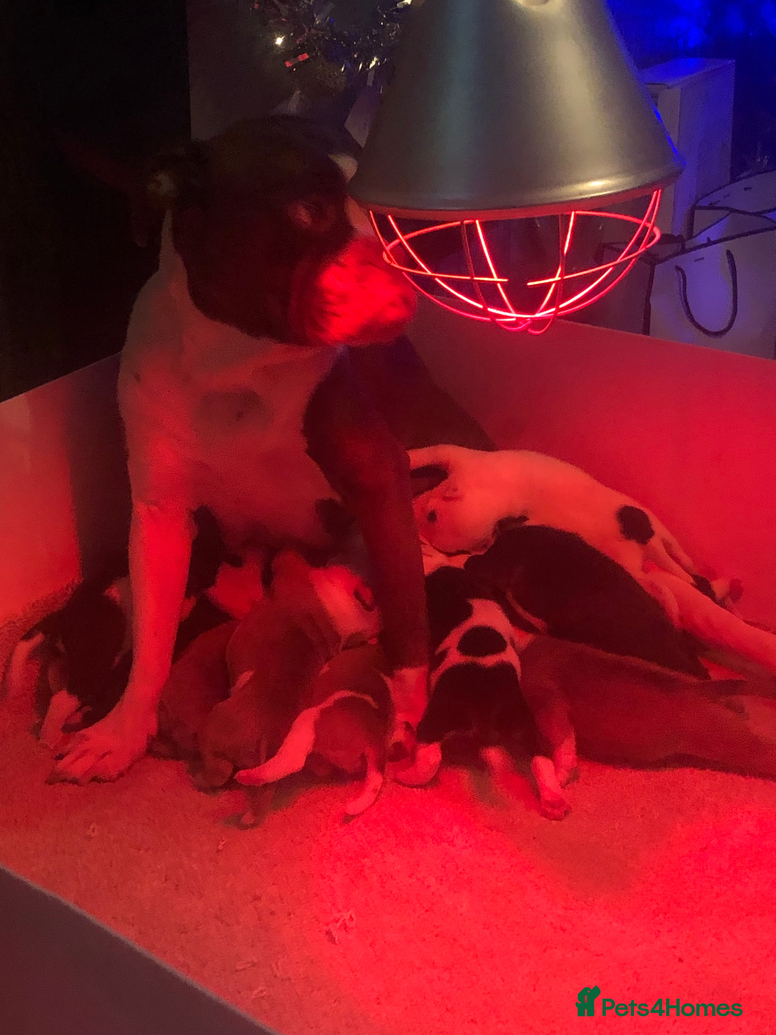 Staffordshire Bull Terrier dogs Beautiful litter of 10  - Advert 12