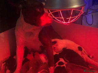 Staffordshire Bull Terrier dogs Beautiful litter of 10 - Advert 12