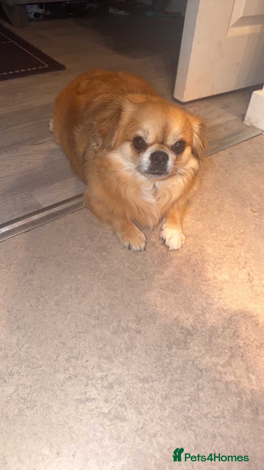 Chihuahua dogs for sale: Male chihuha  - Advert 12