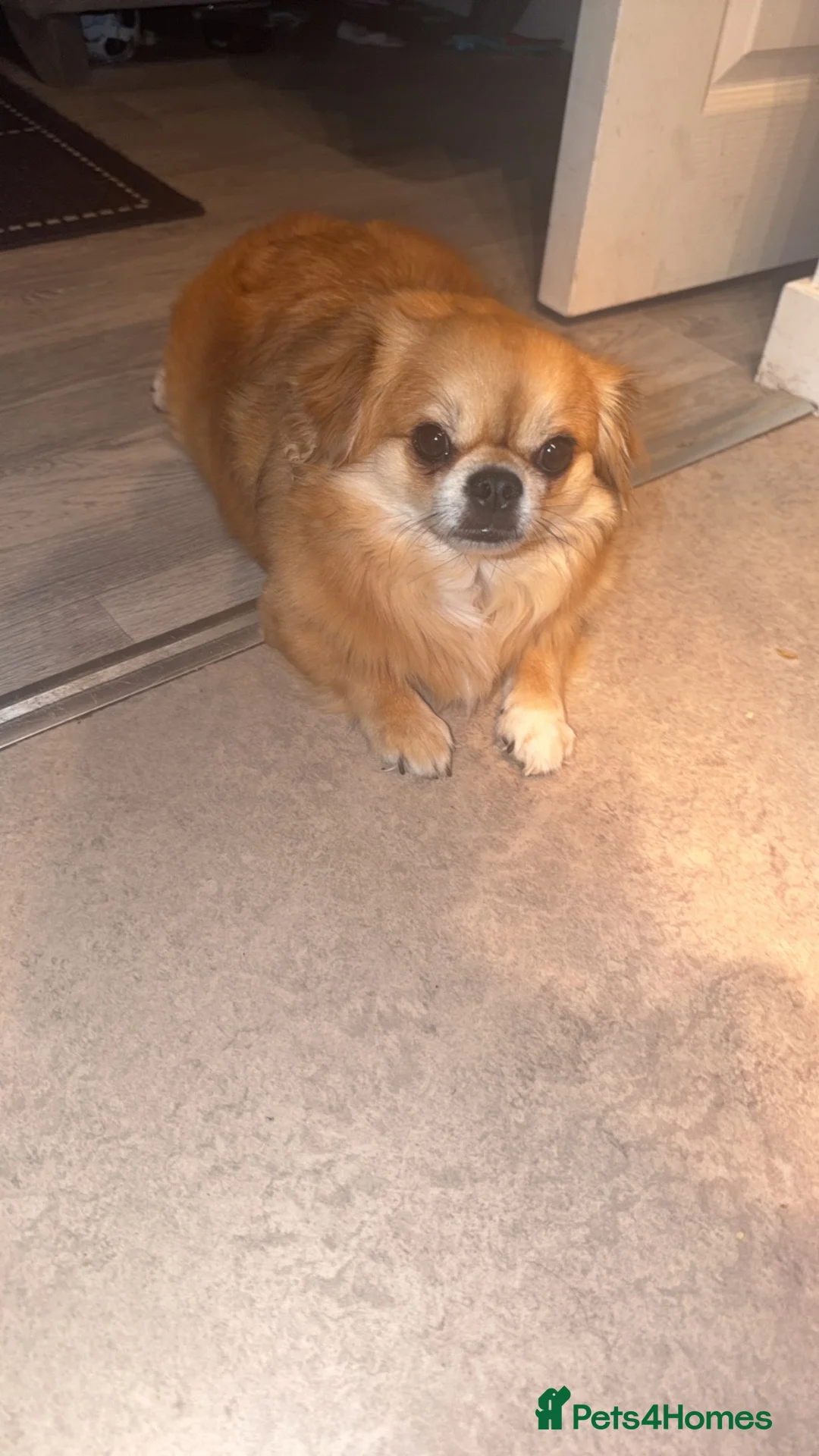 Chihuahua dogs for sale: Male chihuha  in Calne - Advert 1