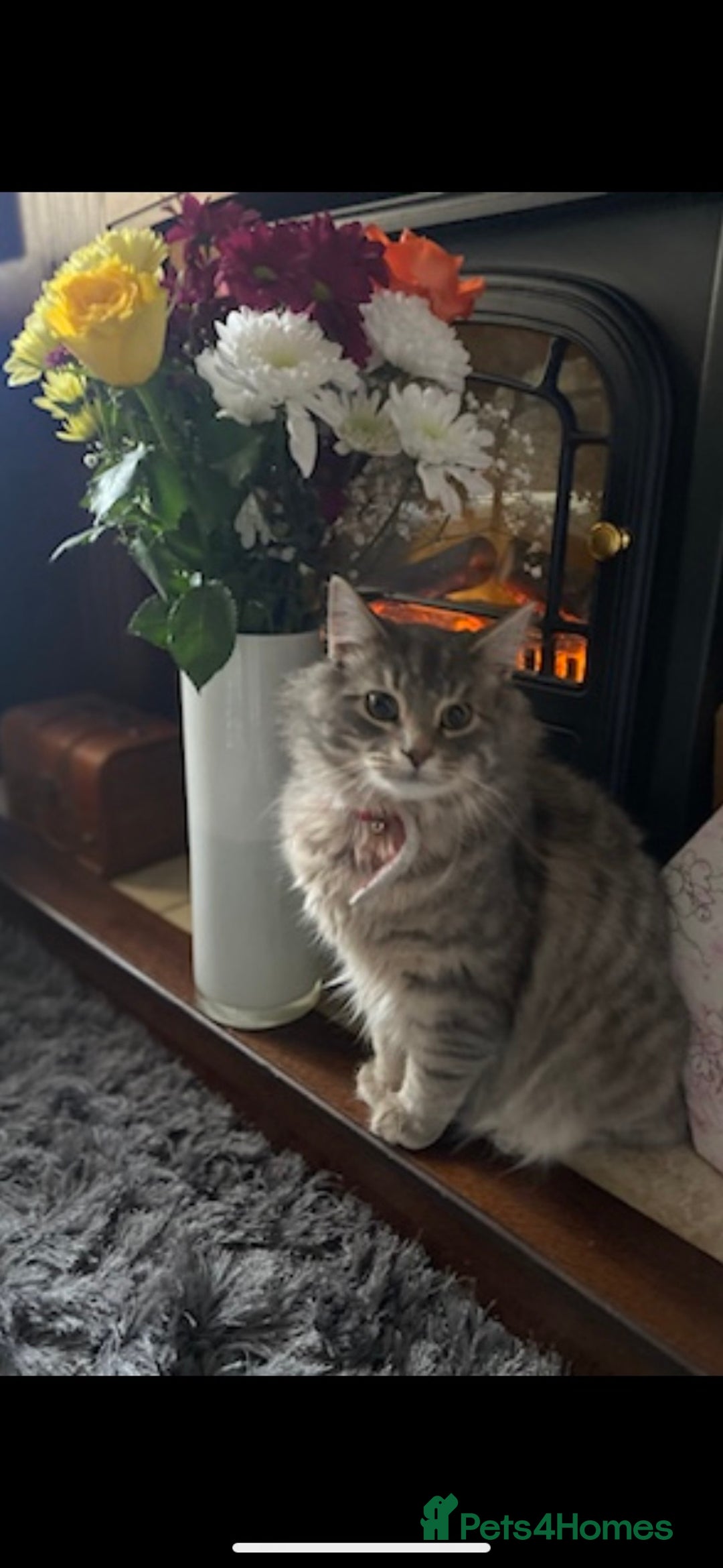 Maine Coon cats for sale: Male Maine Coon for Sale - Image 2