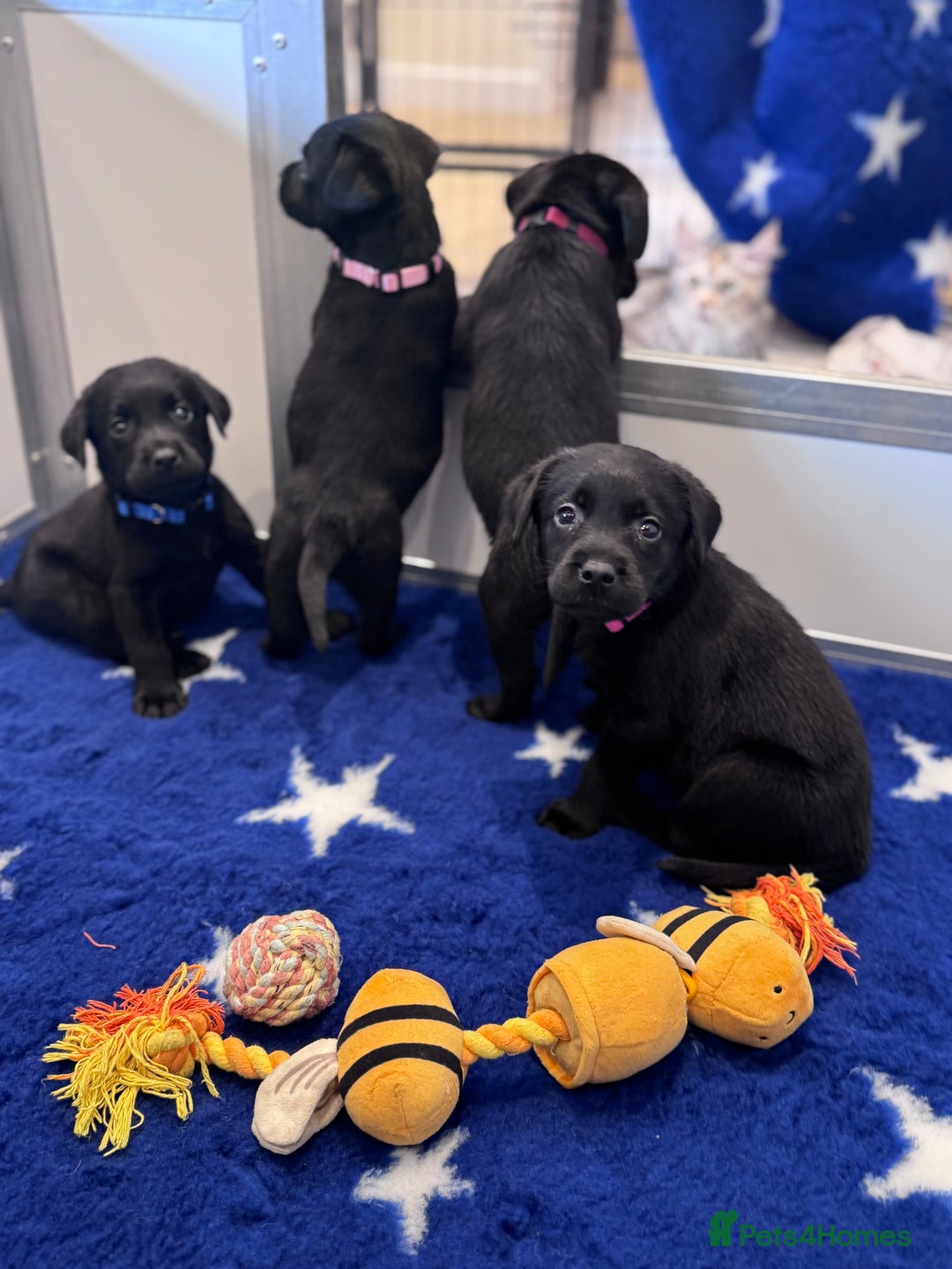 Labrador Retriever dogs for sale: Gorgeous KC Registered Labrador Retriever Puppies - Image 22