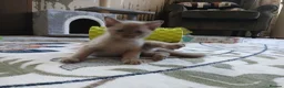 Burmese cats for sale: Beautiful Chocolate & Brown Burmese Kittens. GCCF  - Advert 5