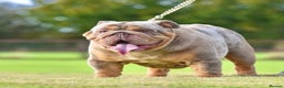 English Bulldog dogs for stud: 🚨 REDUCED!! EPIC BULLYZ VENOM - BENCHPRESS SON 🚨 in Basildon - Advert 5
