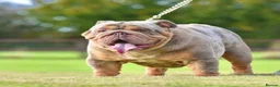 English Bulldog dogs for stud: 🚨 REDUCED!! EPIC BULLYZ VENOM - BENCHPRESS SON 🚨 in Basildon - Advert 5