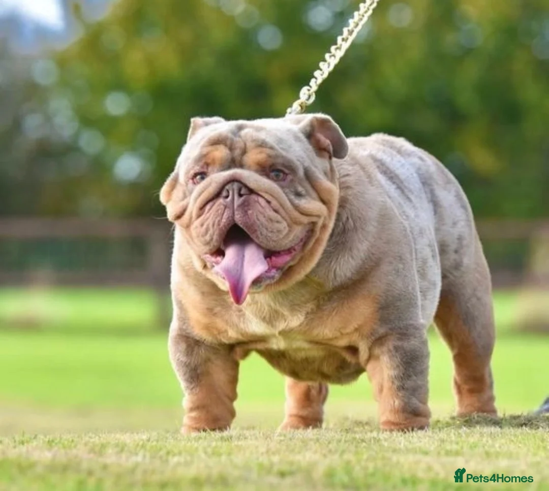 English Bulldog dogs for stud: 🚨 REDUCED!! EPIC BULLYZ VENOM - BENCHPRESS SON 🚨 in Basildon - Advert 5