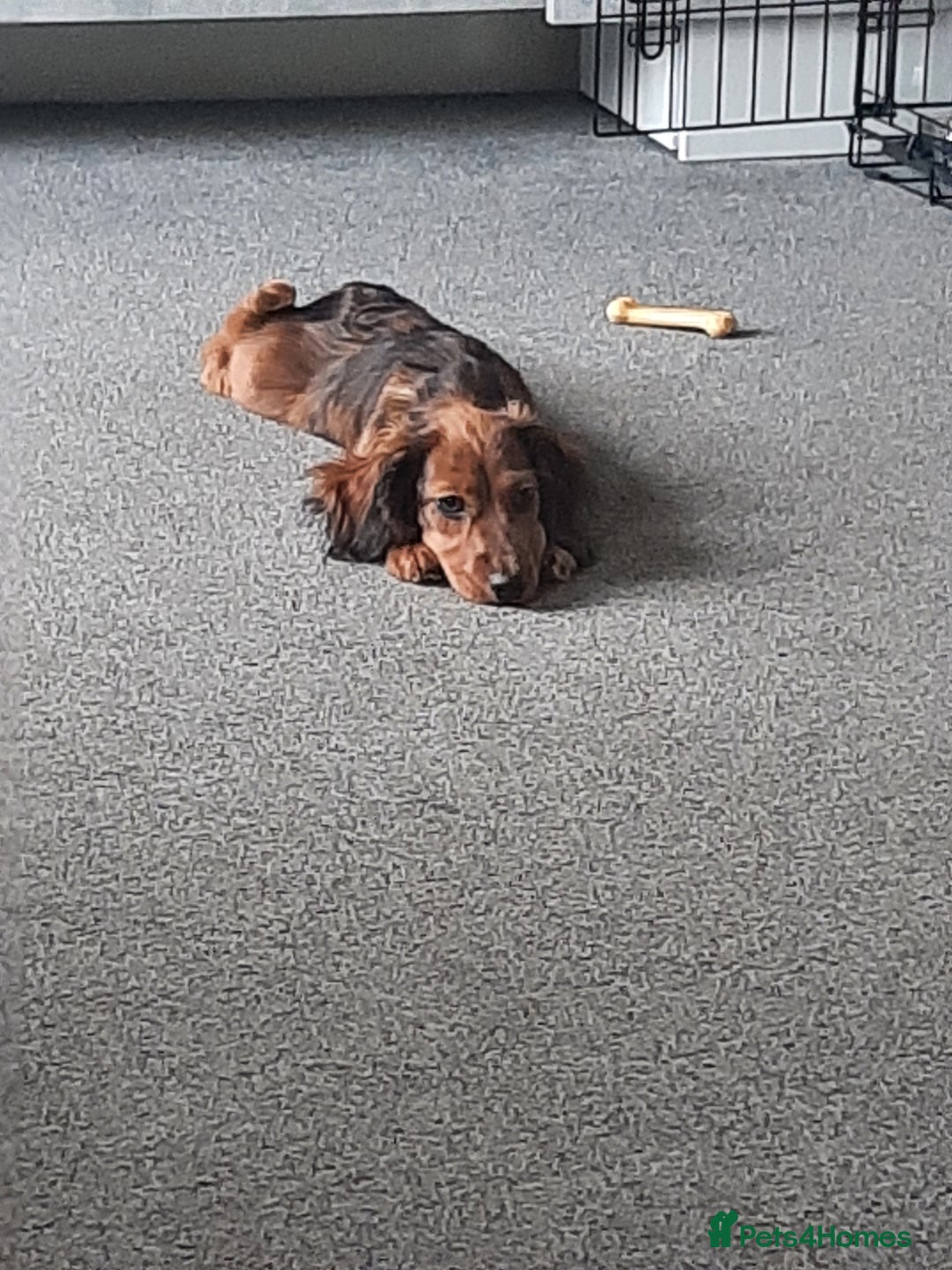 Mixed Breed dogs for sale: Docker- miniature dachshund x American cocker - Advert 2