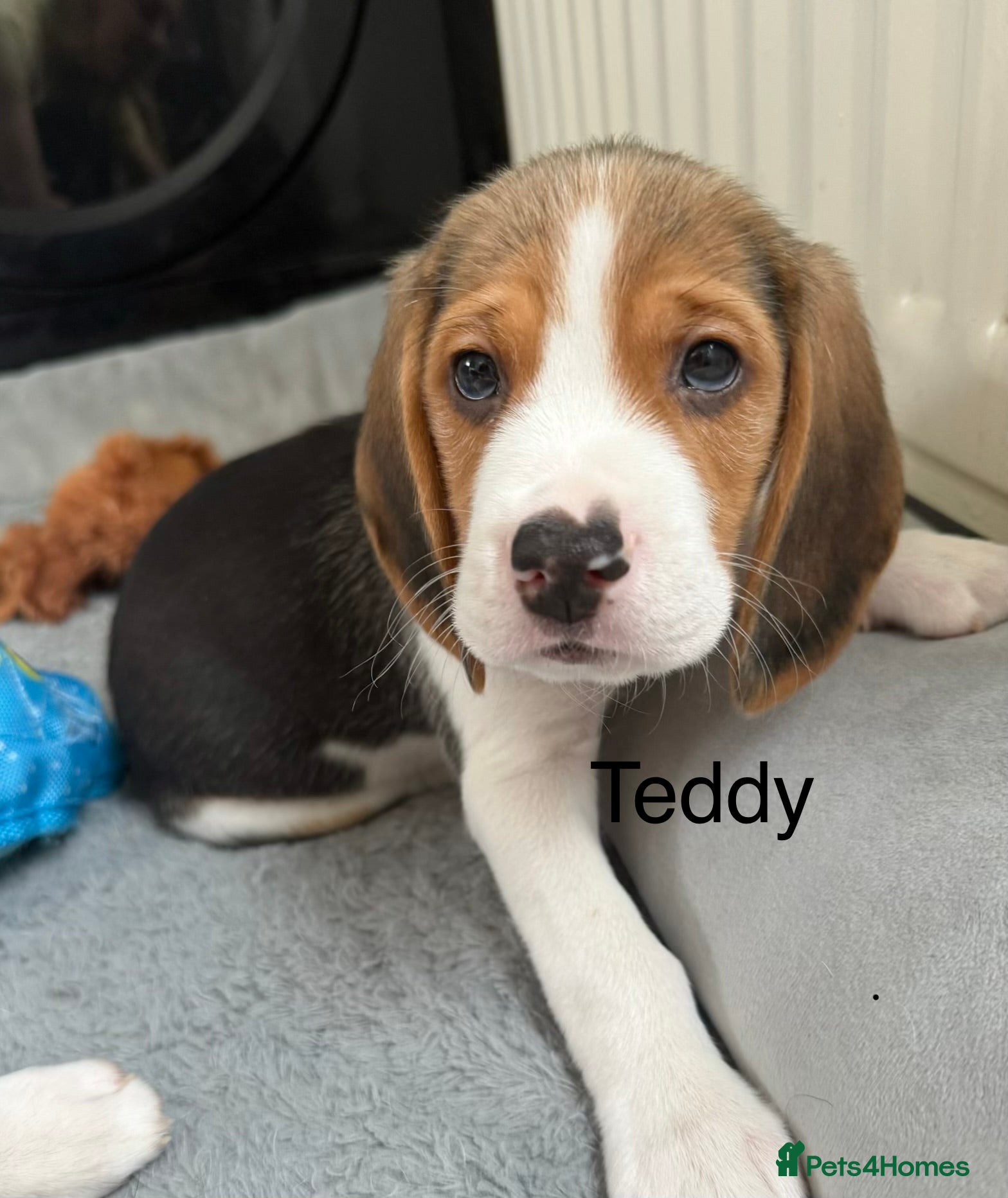 Beagle dogs Beagle puppies  - Advert 4