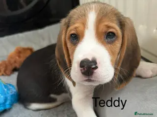 Beagle dogs Beagle puppies - Advert 4