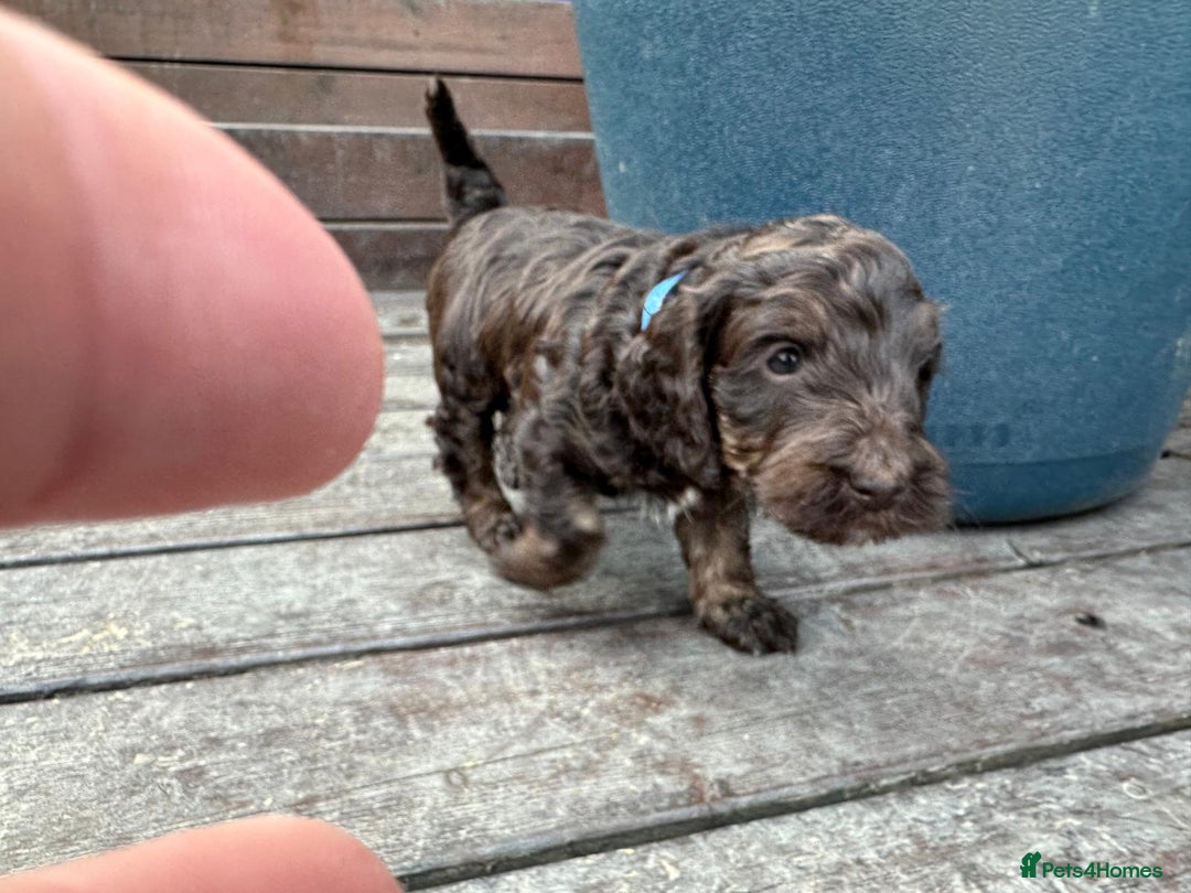 Cockapoo dogs for sale: Stunning cockapoo puppies  - Image 12