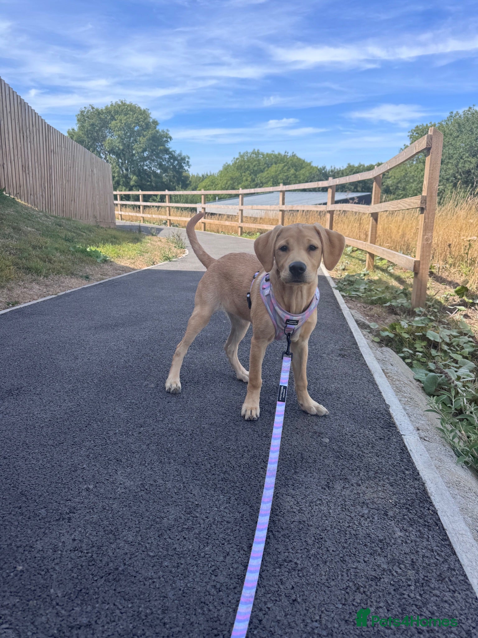 Labrador Retriever dogs Little miss millie  - Advert 1
