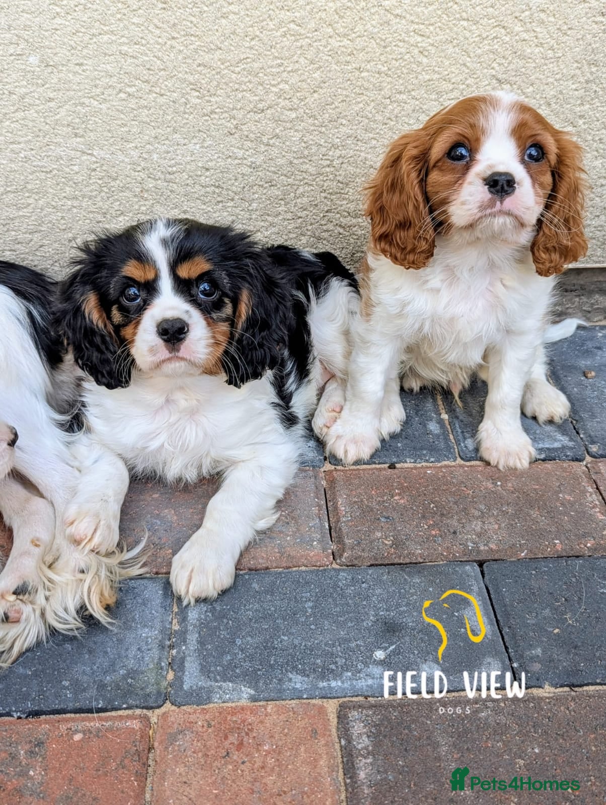 Cavalier King Charles Spaniel dogs Chocolate carrier Cavaliers, health tested parents - Advert 2