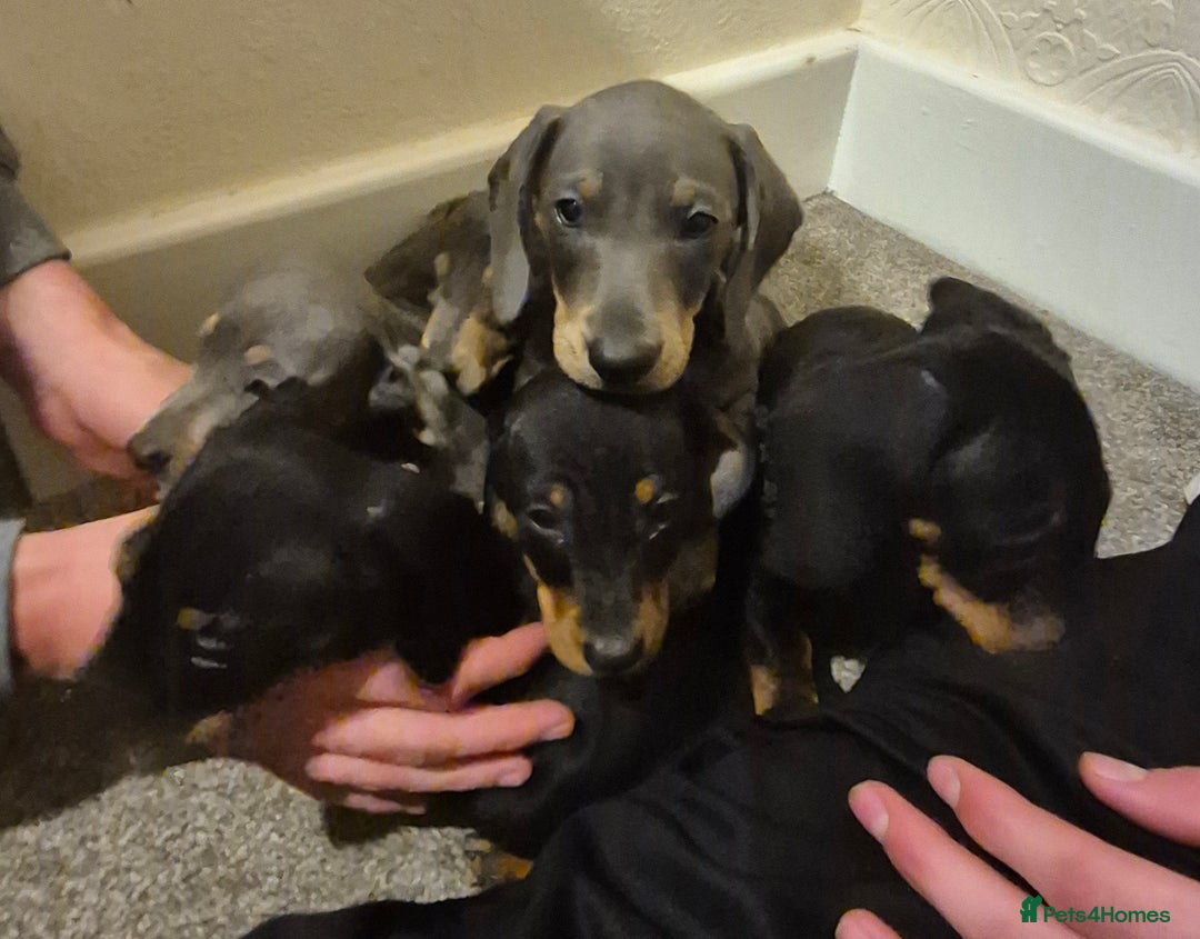 Dachshund dogs for sale: Beautiful dachshund puppies - Image 7
