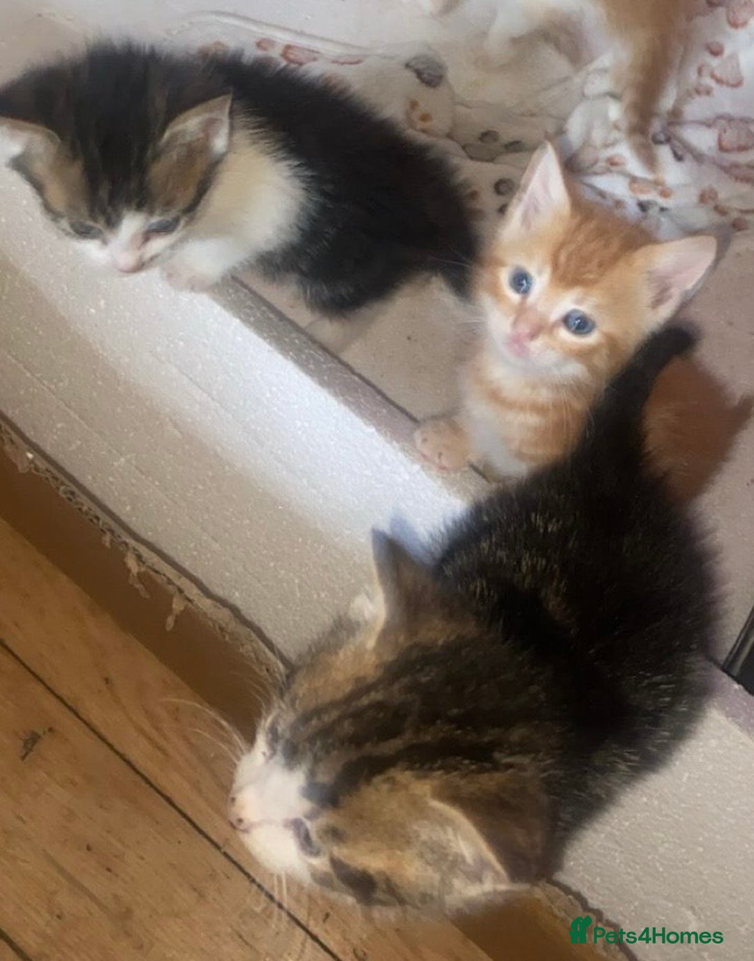 Mixed Breed cats for sale: 4 Adorable kittens for sale.  Ready now.  - Advert 6
