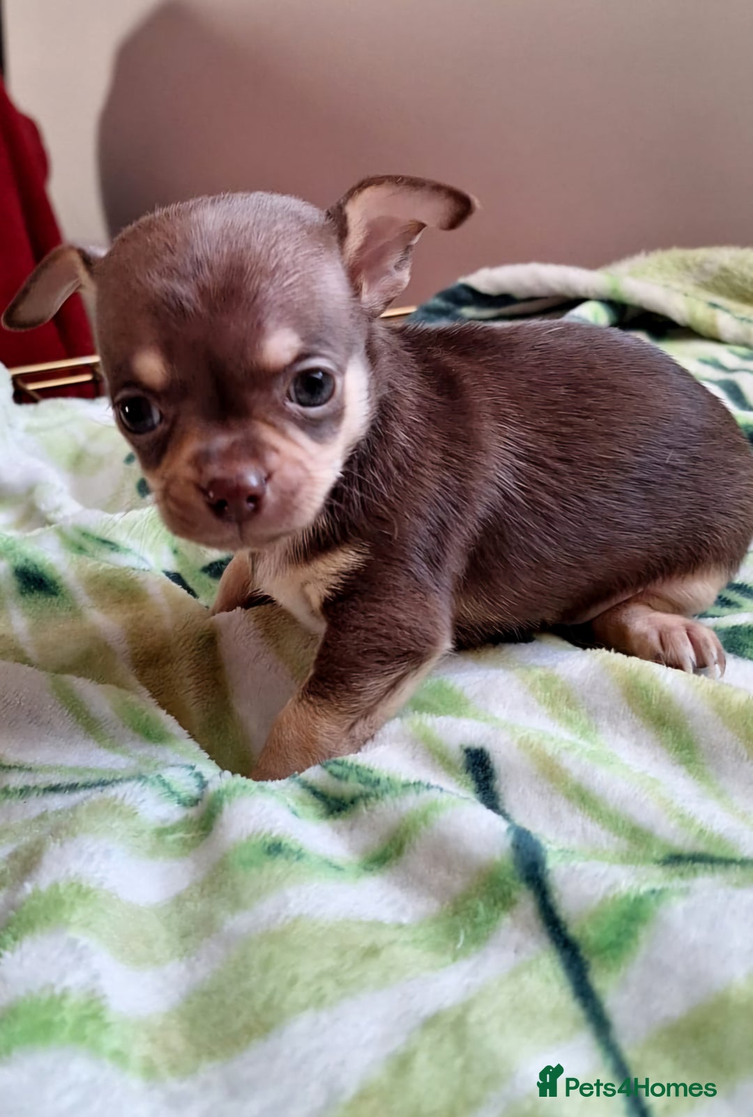 Chihuahua dogs for sale: Stunning Chihuahua Puppies  - Advert 11