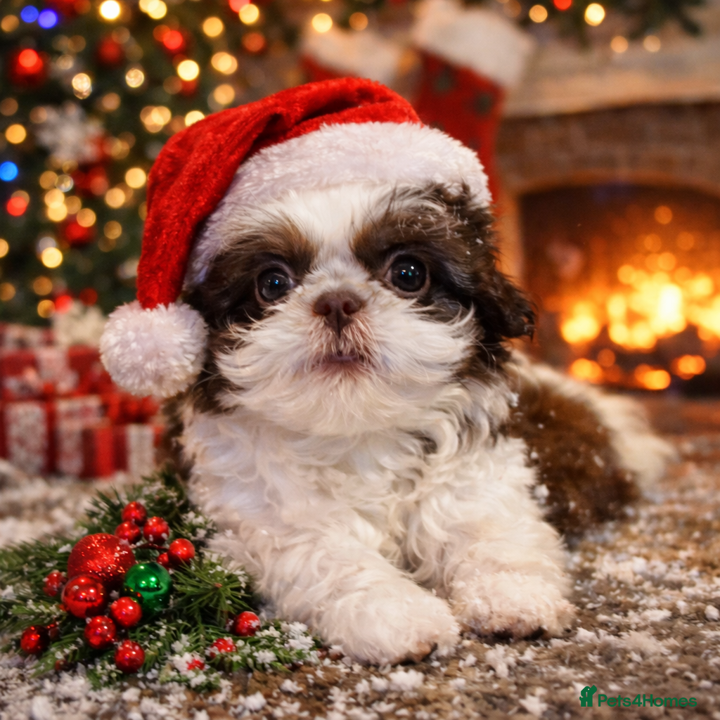 Shih Tzu dogs Imperial Shih Tzu – Last Puppy Reduced price  - Advert 1