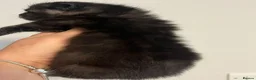 Maine Coon cats for sale: Maine coon kittens  - Advert 9