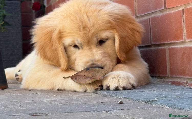 Golden Retriever dogs - Advert 1