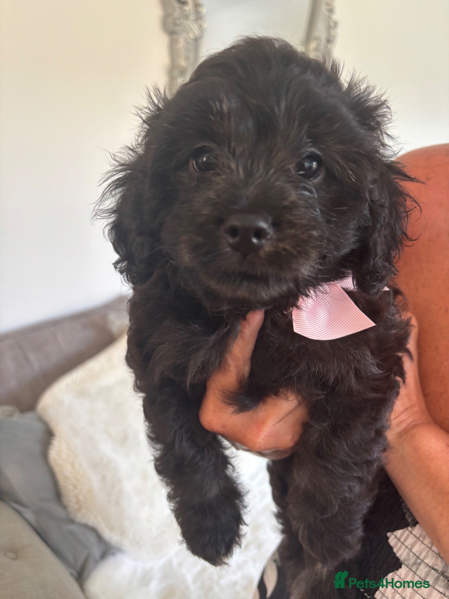 Cavapoo dogs 🌷F1 TOY CAVAPOO 5* HEALTH CHECK 🌷 - Advert 1